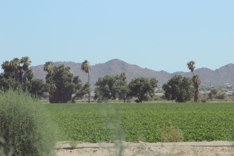 Arizona, summer, desert, palm trees, style