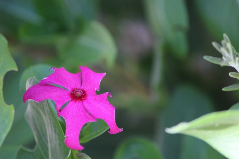 fuchsia, flower, farm, beautiful, style