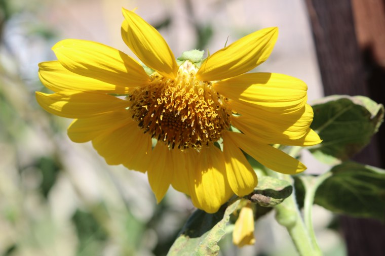 Flowers, photography, fashion