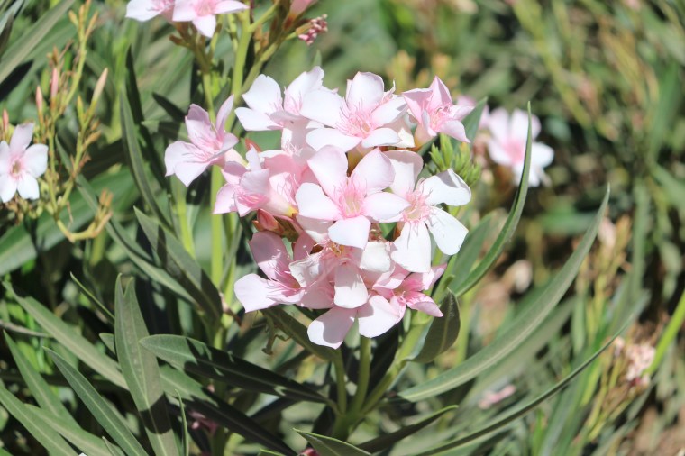 flowers, pink, relaxation, pretty