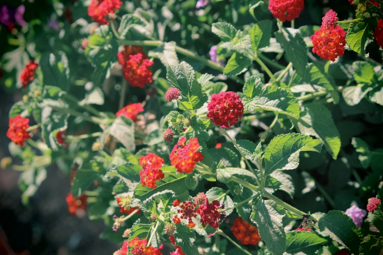 red flowers, farm, vintage, beauty, vacation, fashion